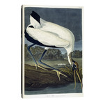 Wood Ibis, 1834 // John James Audubon (26"W x 40"H x 1.5"D)