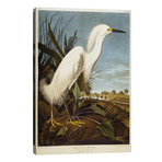 Snowy Heron Or White Egret / Snowy Egret // John James Audubon (26"W x 40"H x 1.5"D)