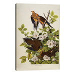 Carolina Turtledove. Mourning Dove, plate XVII from 'The Birds of America' // John James Audubon (26"W x 40"H x 1.5"D)