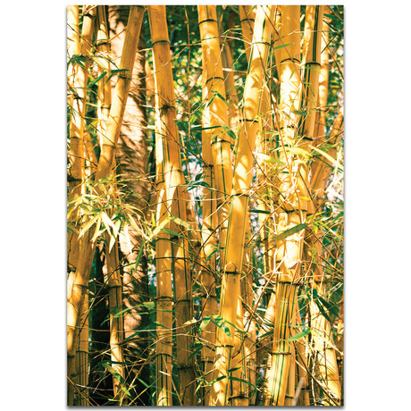 Bamboo Gold