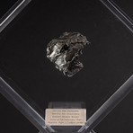 Siberian Sikhote Alin Meteorite + Acrylic Display // Ver. 10