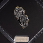 Magadanskaya Oblast Seymchan Meteorite + Acrylic Display // Ver. 4
