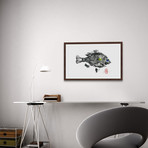 Sunfish (12"H x 18"W x 1.5"D)