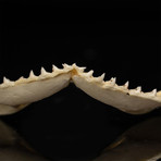 Genuine Black Tip Shark Jaw