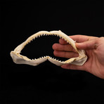 Genuine Black Tip Shark Jaw