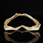 Genuine Black Tip Shark Jaw