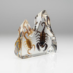 2 Genuine Fighting Scorpions in Lucite