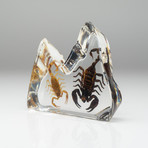 2 Genuine Fighting Scorpions in Lucite