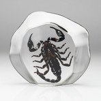 Genuine Scorpion in Lucite