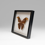 Genuine Attacus Atlas + Display Frame