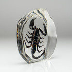 Genuine Scorpion in Lucite