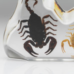 2 Genuine Fighting Scorpions in Lucite