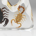 2 Genuine Fighting Scorpions in Lucite