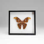 Genuine Attacus Atlas + Display Frame