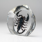 Genuine Scorpion in Lucite