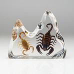 2 Genuine Fighting Scorpions in Lucite