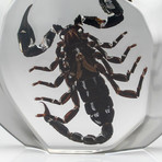 Genuine Scorpion in Lucite