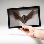 Genuine Pipistrellus Javanicus // The Common Bat + Display Frame