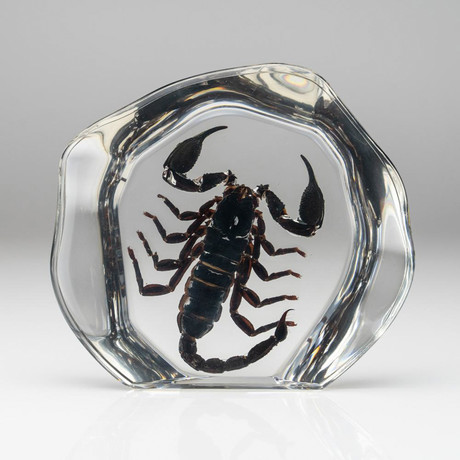 Genuine Scorpion in Lucite