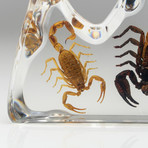 2 Genuine Fighting Scorpions in Lucite