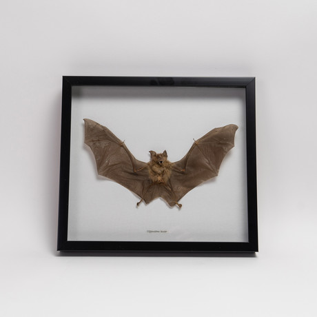 Genuine Hipposideros Bicolor // The Roundleaf Bat + Display Frame