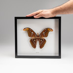 Genuine Attacus Atlas + Display Frame