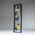 9 Genuine Butterflies + Black Display Frame