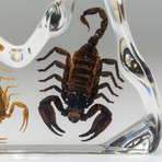 2 Genuine Fighting Scorpions in Lucite