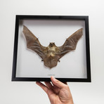 Genuine Scotophilus Kuhlii // The Lesser Yellow Bat + Display Frame