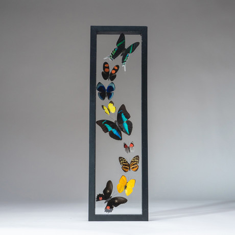 9 Genuine Butterflies + Black Display Frame