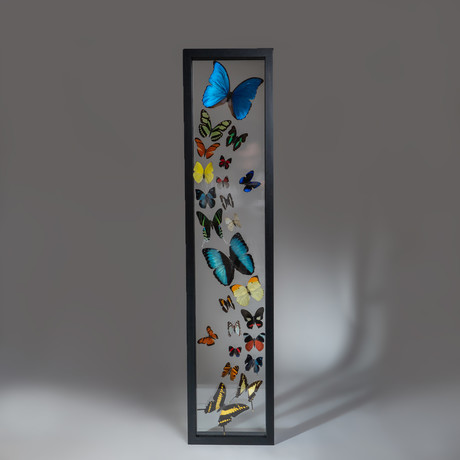 24 Genuine Butterflies + Black Display Frame