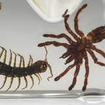 Genuine Baby Tarantula + Centipede