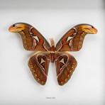 Genuine Attacus Atlas + Display Frame