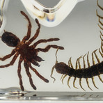 Genuine Baby Tarantula + Centipede