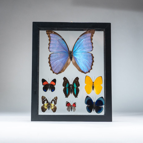 7 Genuine Butterflies + Black Display Frame