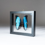 Genuine Morpho Deidamia + Display Frame