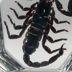 Genuine Scorpion in Lucite