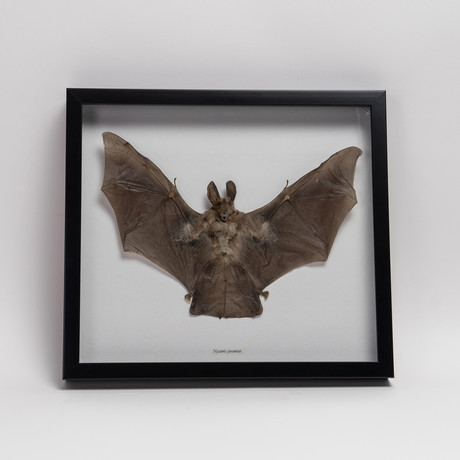 Genuine Nycteris Javanica // The Split Faced Bat + Display Frame