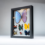 7 Genuine Butterflies + Black Display Frame