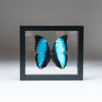 Genuine Morpho Deidamia + Display Frame