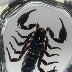 Genuine Scorpion in Lucite