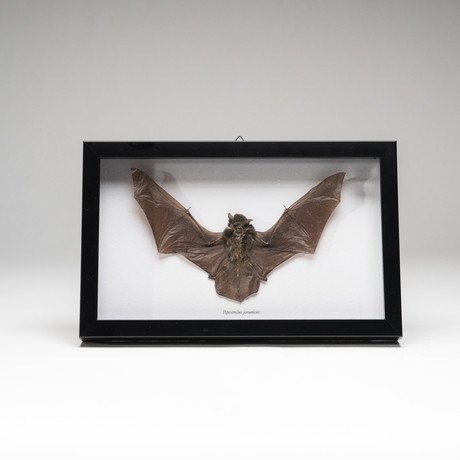 Genuine Pipistrellus Javanicus // The Common Bat + Display Frame