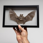 Genuine Rhinolphus Lepidus // The Horshoe Bat + Display Frame