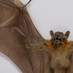 Genuine Cynopterus Species // Giant Fruit Bat + Display Frame