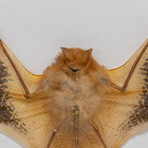 Genuine Kerivoula Picta // The Painted Bat + Display Frame