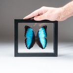 Genuine Morpho Deidamia + Display Frame