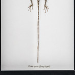 Genuine Draco Species Lizard // The Flying Lizard + Display Frame