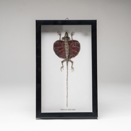 Genuine Draco Species Lizard // The Flying Lizard + Display Frame