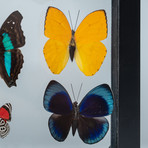 7 Genuine Butterflies + Black Display Frame