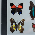 7 Genuine Butterflies + Black Display Frame